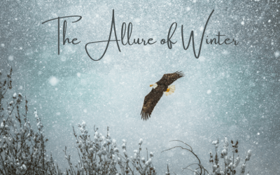 The Allure of Winter