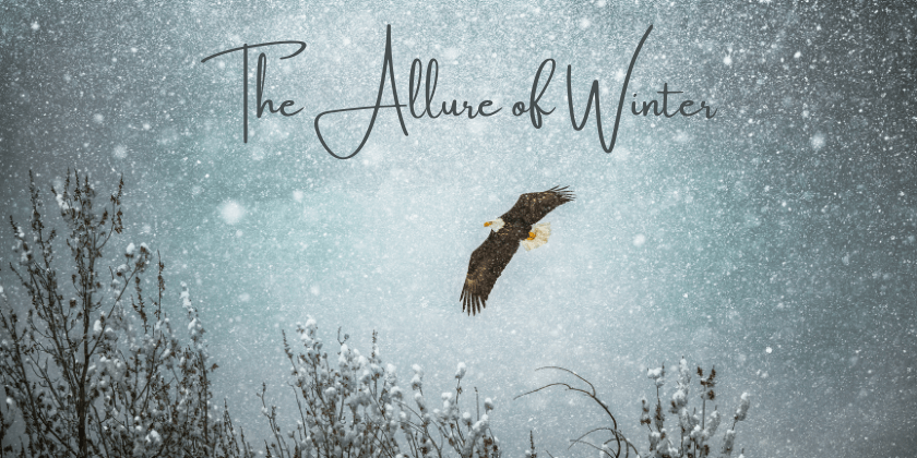 The Allure of Winter