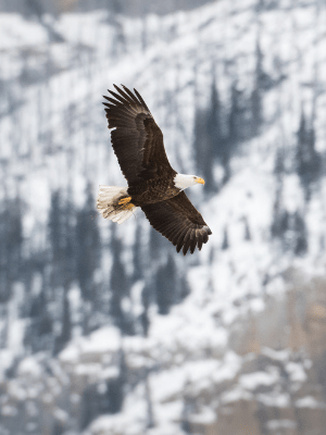 Eagle in winter